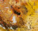 Beautiful Araucaria Petrified Wood Slab - x #6757-1